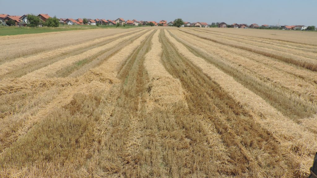 Obavljena žetva pšenice na vakufskoj parceli Kruševlje u Bijeljini