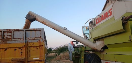 U toku žetva pšenice na parcelama Medžlisa Islamske zajednice Bijeljina – Kontinuiran i predan rad duži niz godina